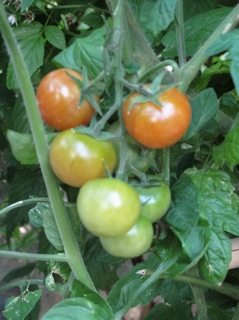 image0011