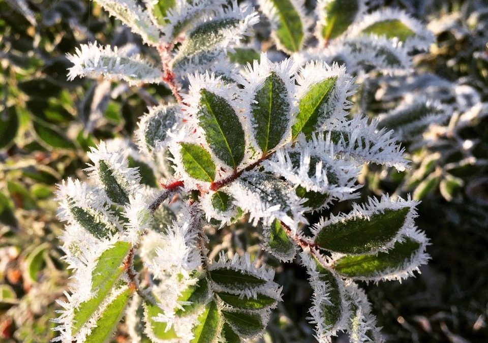 Blomster plukket fra skraldespanden – uge 5-6 i haven