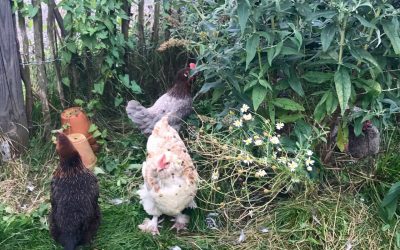 Guide til høns i haven