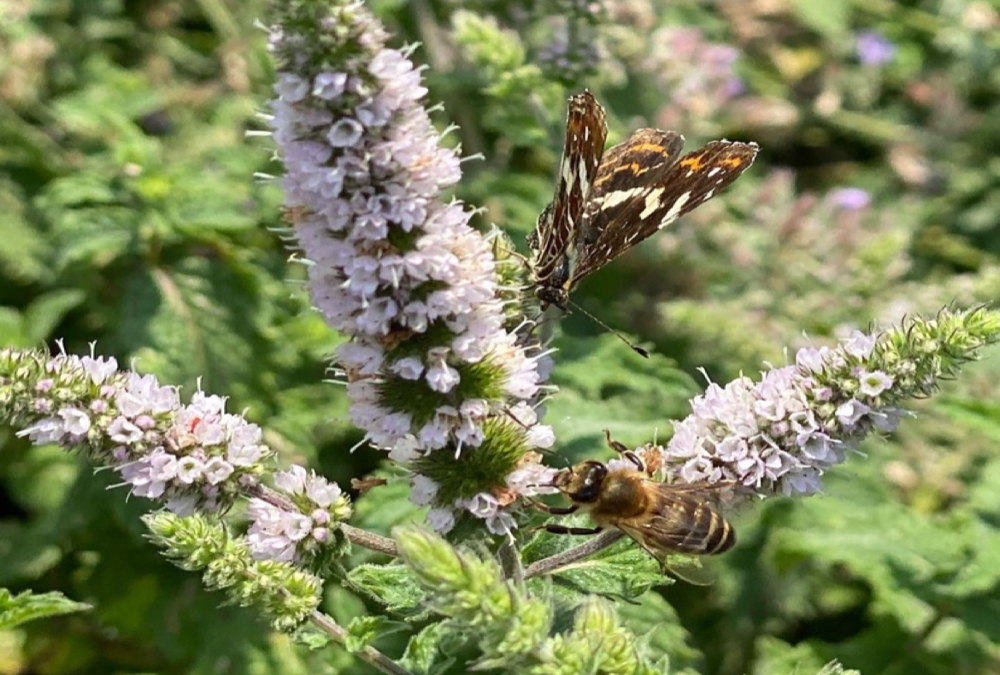 Korttungede humlebier holder af haveblomster