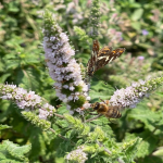 Korttungede humlebier holder af haveblomster