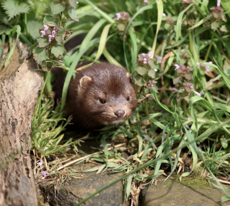 Invasive mink