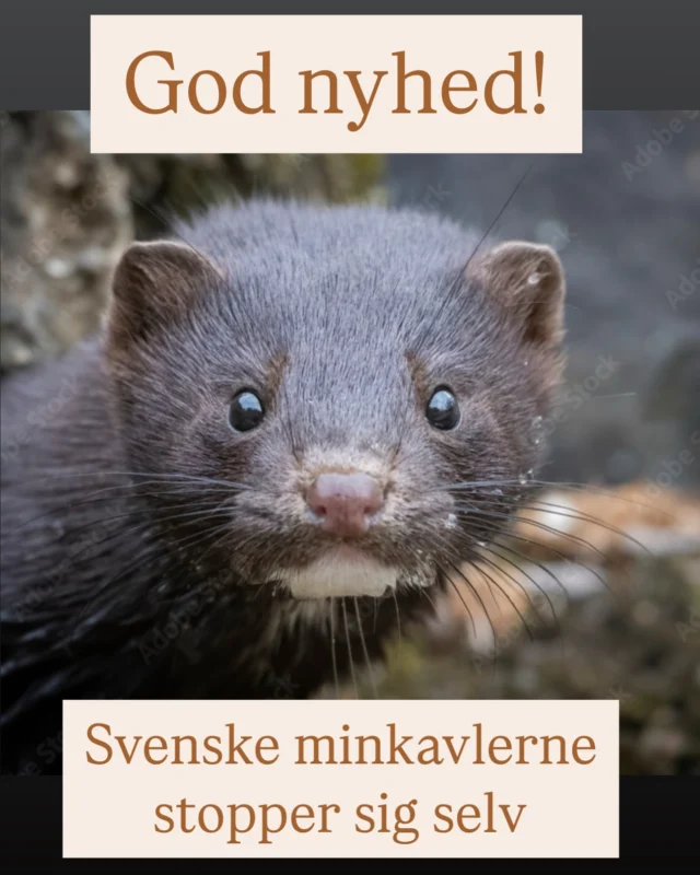 I denne uge kom det frem, at de svenske minkavlere har nedlagt sig selv👍🏼  Det går dårligt i minkerhvervet. Der er ikke efterspørgsel efter frakker af mink. Og med udsigten til, at minkerhvervet bliver forbudt i hele EU har minkavlerne gjort det eneste fornuftige: De har stoppet sig selv  De har lavet en aftale med den svenske regering om at få 123 millioner DKr i erstatning via en kompensationsordning for ”frivillig afvikling”.  Til sammenligning: De danske minkavlere har bildt de danske politikere ind at de fik ENORME tab ud af at lukke under Corona. 
De fik tab. De tab skal dækkes. Naturligvis efter reglerne om ekspropriation, hvor man kigger på det REELE TAB. Men minkavlerne – det fik lov til at bestemme deres egne erstatninger – ønskede ikke at være under reglerne for ekspropriation, fordi deres virksomheder var meget tabsgivende og de ville derfor ikke kunne få særligt store erstatninger🤯  I stedet gav de sig til at græde og lægge pres på især Venstre. Landbrugspartiet. Som de har støttet økonomisk. Men også på S og Moderaterne, som de også har støttet.
Resultatet er at 700 danske minkavlere får 30 milliarder danske kroner i erstatning (det har de selv bestemt, hvilket er ganske uhørt).  Formanden for danske minkavlere får 10 % af 30 milliarder (han var chefforhandler og han er også største bidragyder til Troels Lund Poulsens valgkampe). Han piver meget. Det  gjorde han også da jeg havde lejlighed til at diskutere med ham i Aftenshowet, hvor jeg gør ham opmærksom på at hans erstatning betales er helt almindelige danskere, lærere, sygeplejersker, murerarbejdsmænd...  Dansk minkavl er IKKE nedlagt. Konerne åbner igen. Mens mænd venter på fuld erstatning for at nedlægge.  Danske minkavlere får løn i 10 år efter Corona, noget som andre, der led kæmpestore tab under Corona, er meget forundrede over. De får løn uanset, at de alle sammen har fundet andet lønnet arbejde🤯  Danske minkavlere fik fri adgang til enhver form for gratis efteruddannelse. Også Helikopter-bevis til flere millioner.  Hvorfor finder vi os i det?  Del meget gerne👍🏼  #minksagen #dyrevelfærd