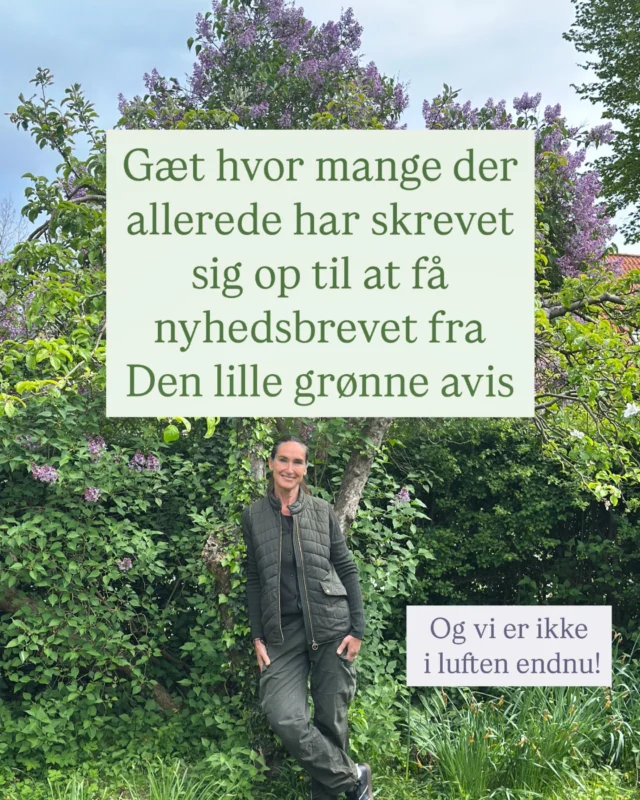 Kære venner – jeg er ved at springe i luften af glæde🌿  Jeg har delt link til vores kommende nyhedsbrev et par gange i story og fornylig også i link i bio. Vi er ikke engang i luften endnu med Den lille grønne avis på Web + Nyhedsbrev.  Og alligevel så har helt utrolig mange skrevet sig op!  Hvor mange tror du? Det er et vildt tal! Giv dit bud!  Den der kommer tættest på tallet vinder en signeret bog (om have) som jeg har skrevet eller en flaske lokalt produceret økologisk @botaniskgin, hvis man er mere til det.  Jeg finder vinderen i tråden – skriv dit bud!
Jeg er på @madensfolkemode med de unge og det lille projekt ”Wenneberg & sønner – Botanisk Gin” her de næste par dage. Du kan finde os i Hallands Gård i Nykøbing Falster sammen med andre lokale producenter. Jeg håber du kommer - vil virkelig glæde mig til at hilse på så mange som muligt (torsdag og lørdag er bedst).  Jeg optræder også med lidt Madkultur på scenen og kommer nok også ind på #dengrønneindkøbsrejse. En serie jeg i øvrigt fortsætter, så snart de mange opgaver forbundet med at skabe denne transformation af Den lille grønne avis er overstået🌱  På fredag og på søndag skal det sidste finpudses og på mandag går Den lille grønne avis i luften!  Tak for jeres opbakning!  Tak også for de mange hilsener – og for støtte i form af abonnementsbetalinger – efter interviewet i Information💚  Kh Signe